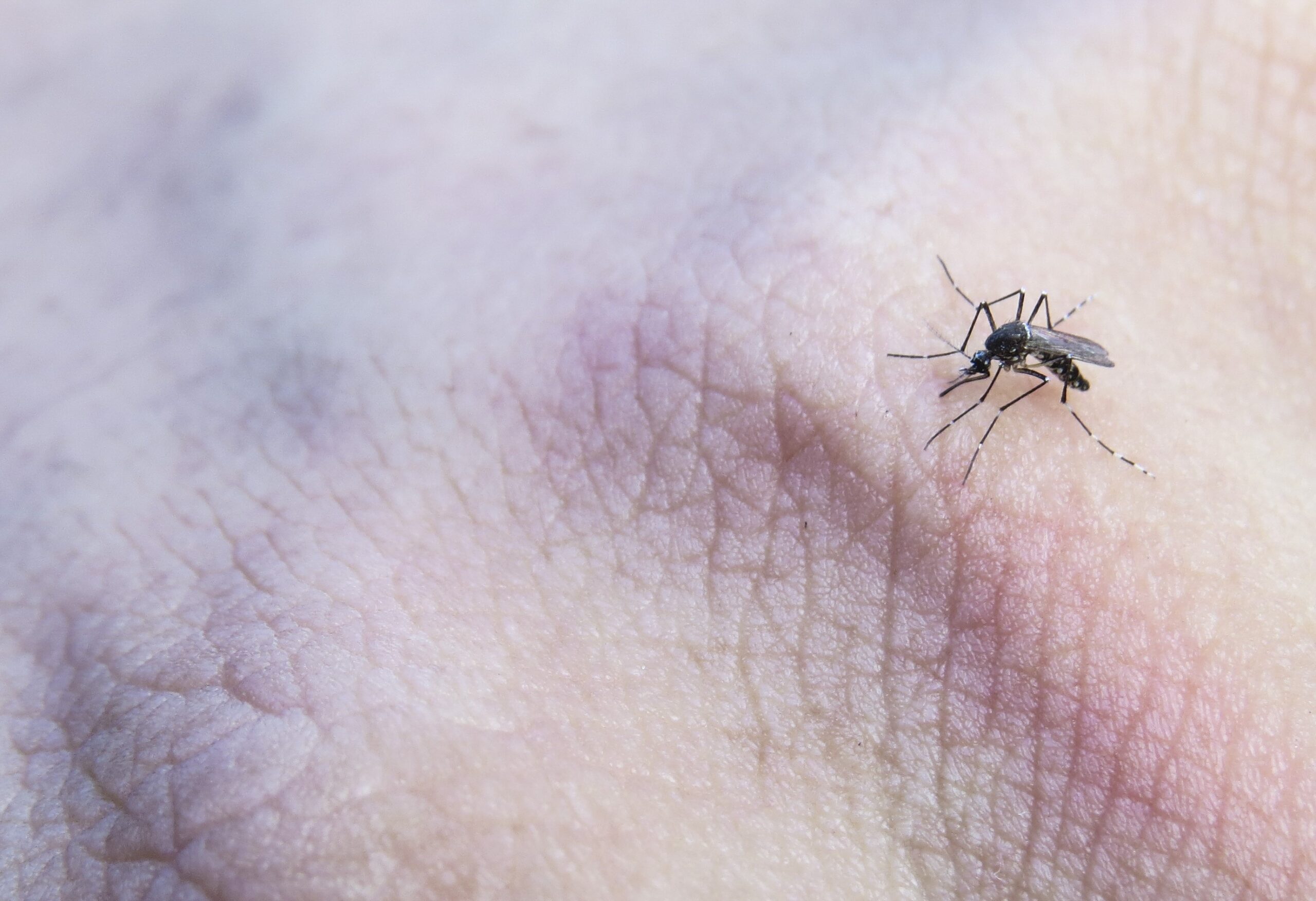 Con mosquito Wolbachia, Medellín e Itagüí están acabando con el dengue