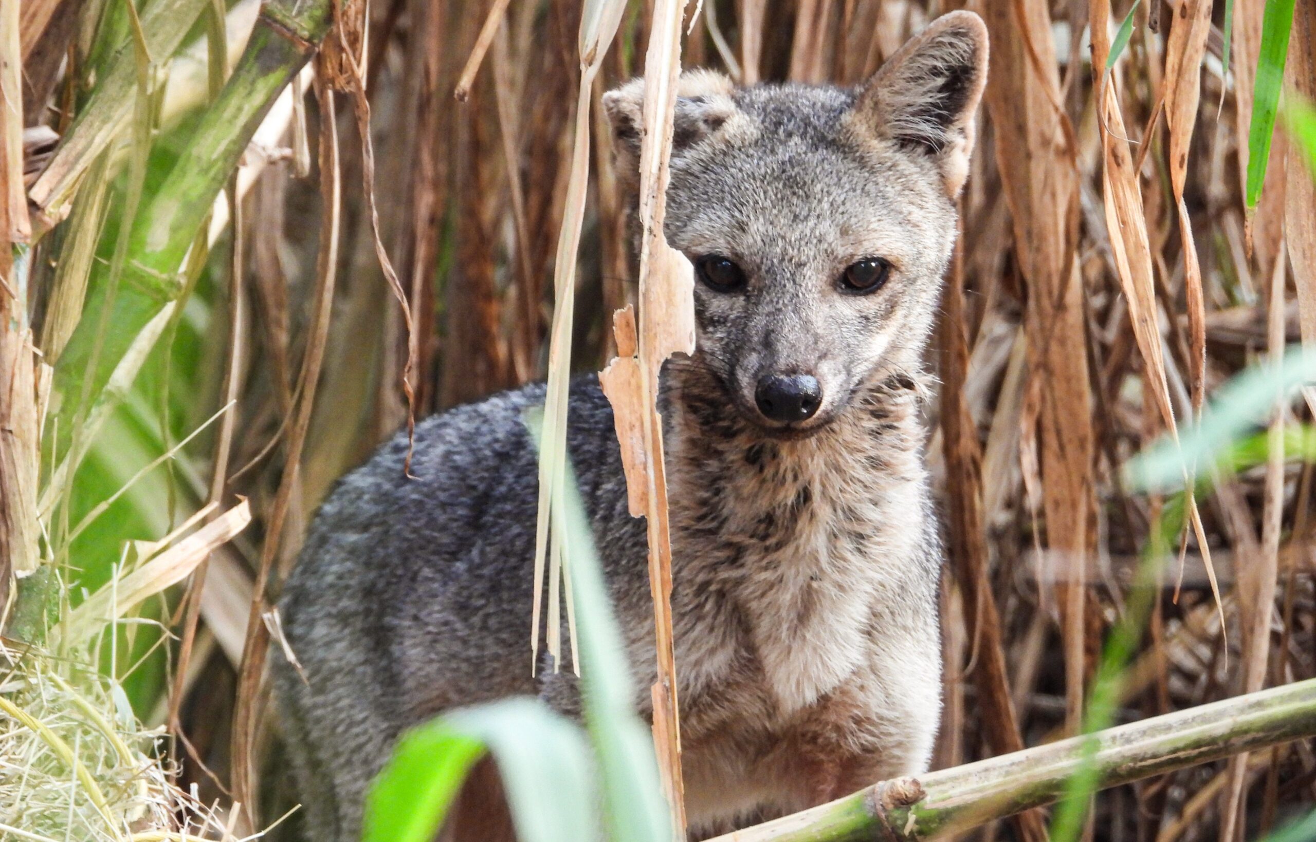 Valle de Aburrá, territorio del zorro perro: ¿Qué hacer para protegerlos?