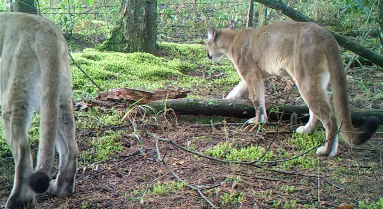 ¡Hermosos! Avistan pareja de pumas en reserva natural de Sabaneta