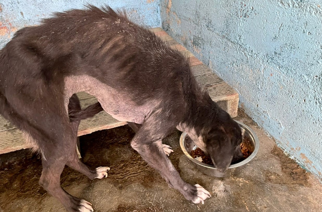 Condenan a un año de cárcel a hombre por maltrato animal en La Estrella