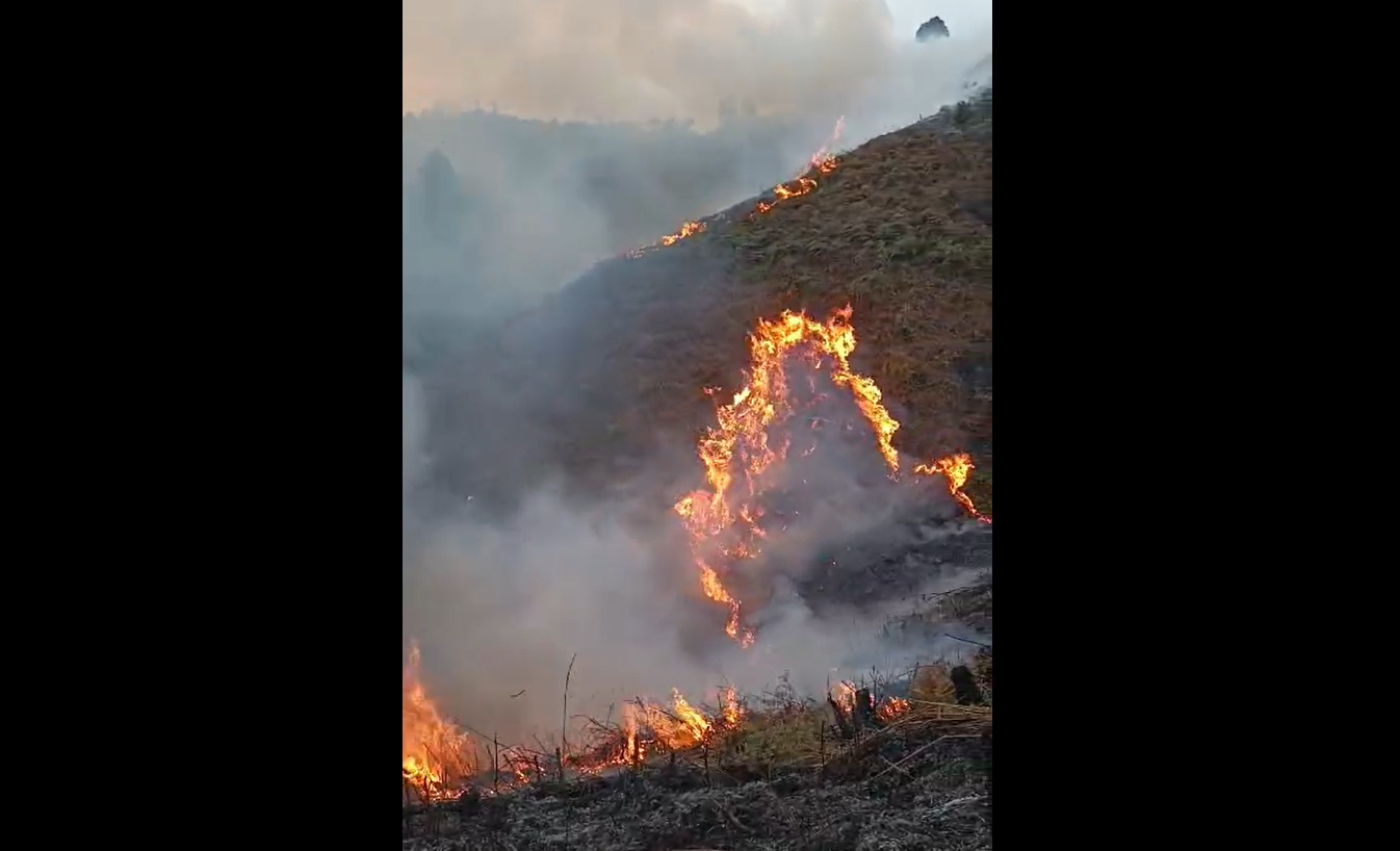 Terrible incendio forestal en Caldas fue provocado tras quema en un cultivo de aguacates  ¿Habrá sanciones?