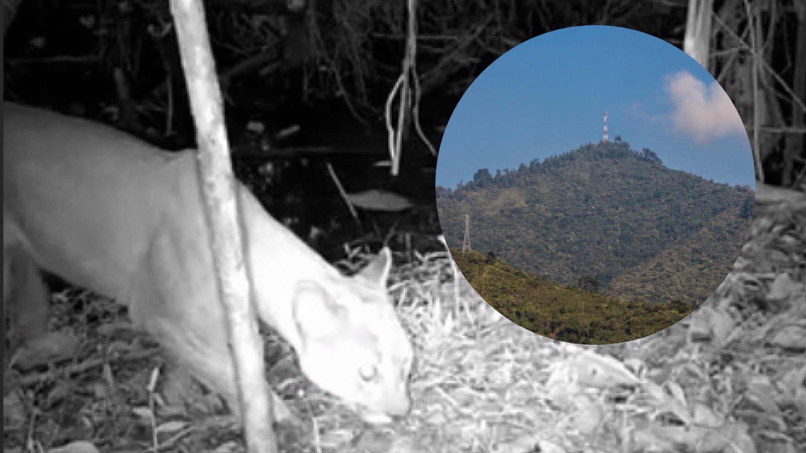 ¡Hermoso hallazgo en Itagüí! Por primera vez avistan puma en zona protegida El Manzanillo