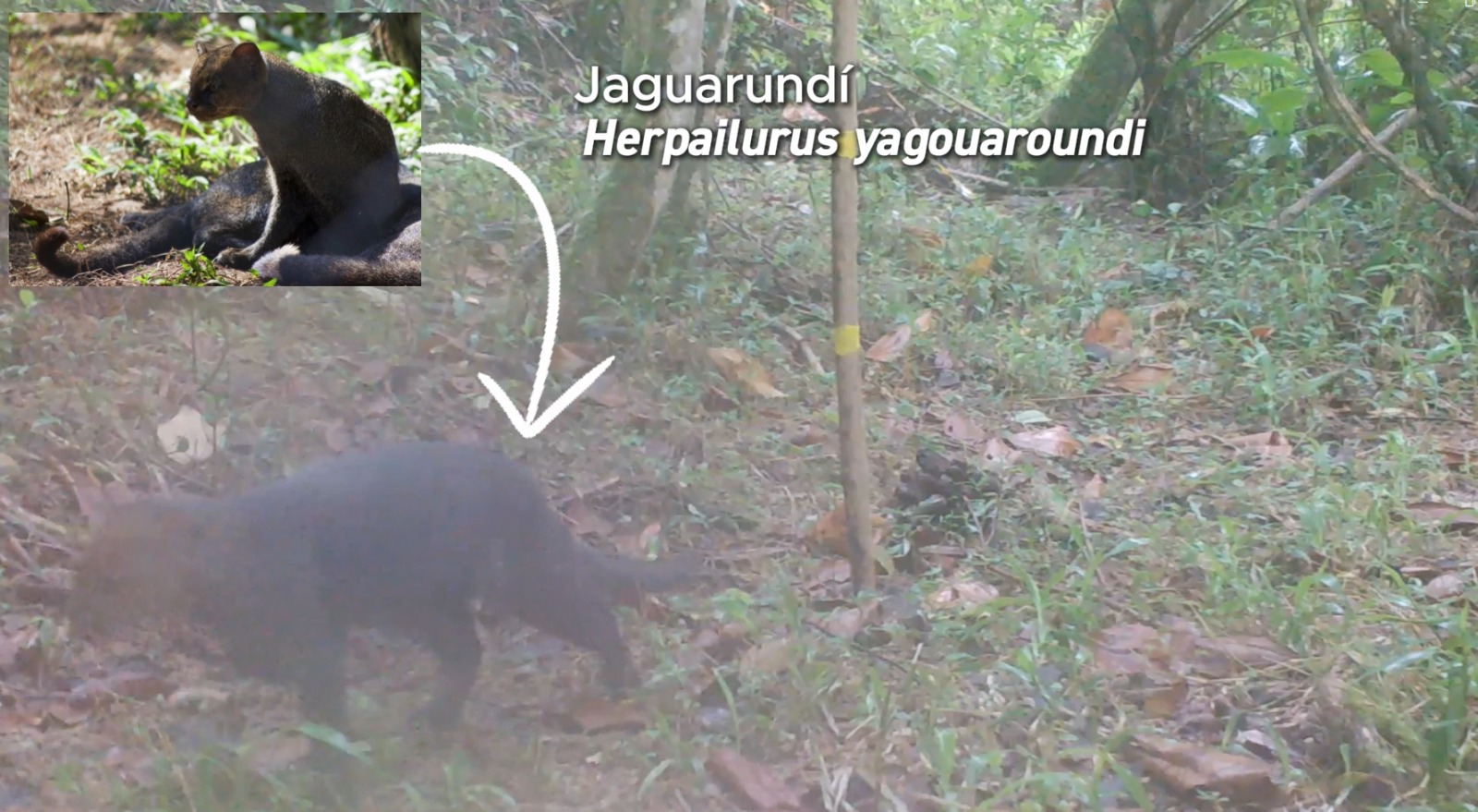 Ya son cuatro felinos avistados en reserva El Manzanillo de Itagüí: cámaras captan a un jaguarundí
