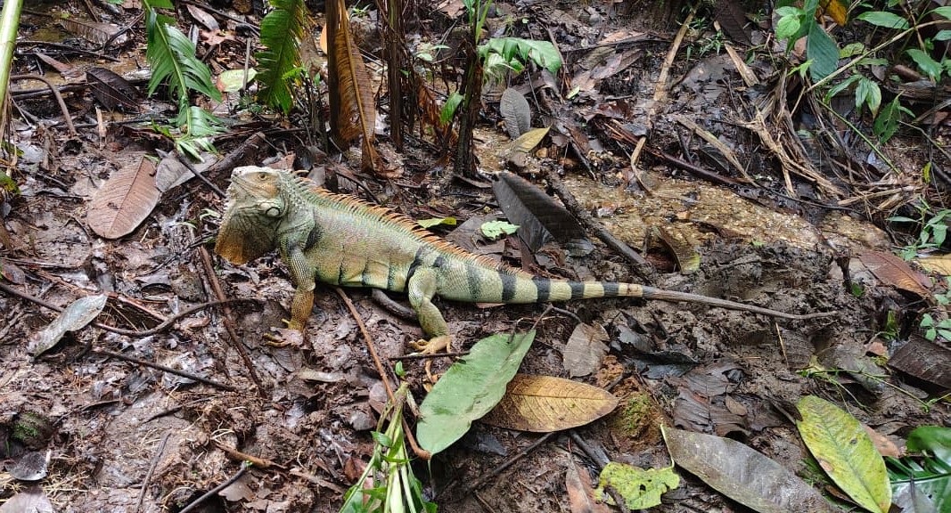 Reserva natural de La Estrella se convirtió en el nuevo hogar de más de 70 animales silvestres