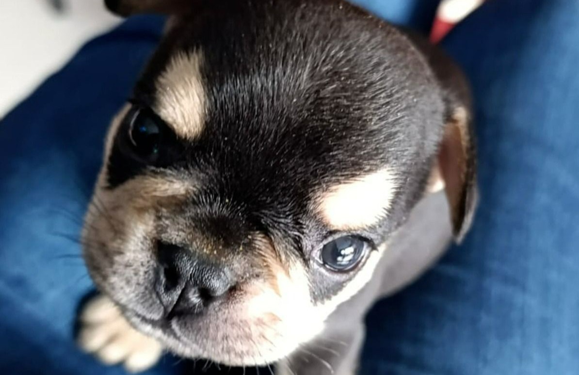 Condenan a 8 meses de cárcel para el asesino de Odín: un perrito cruelmente maltratado en Itagüí