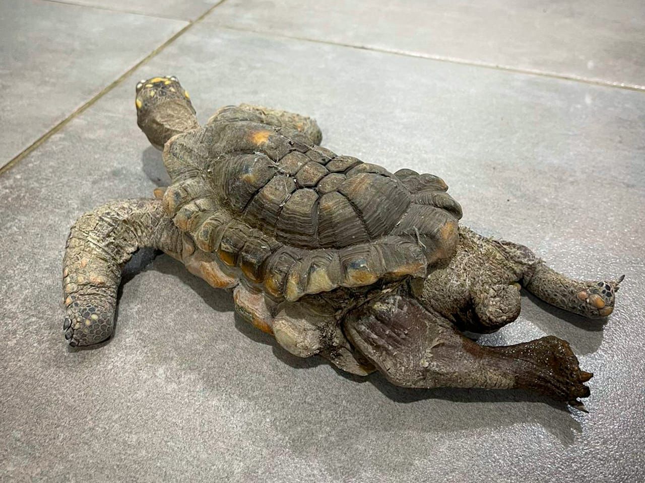 Condenada al maltrato: las graves consecuencia a una tortuga que estuvo 30 años en cautiverio