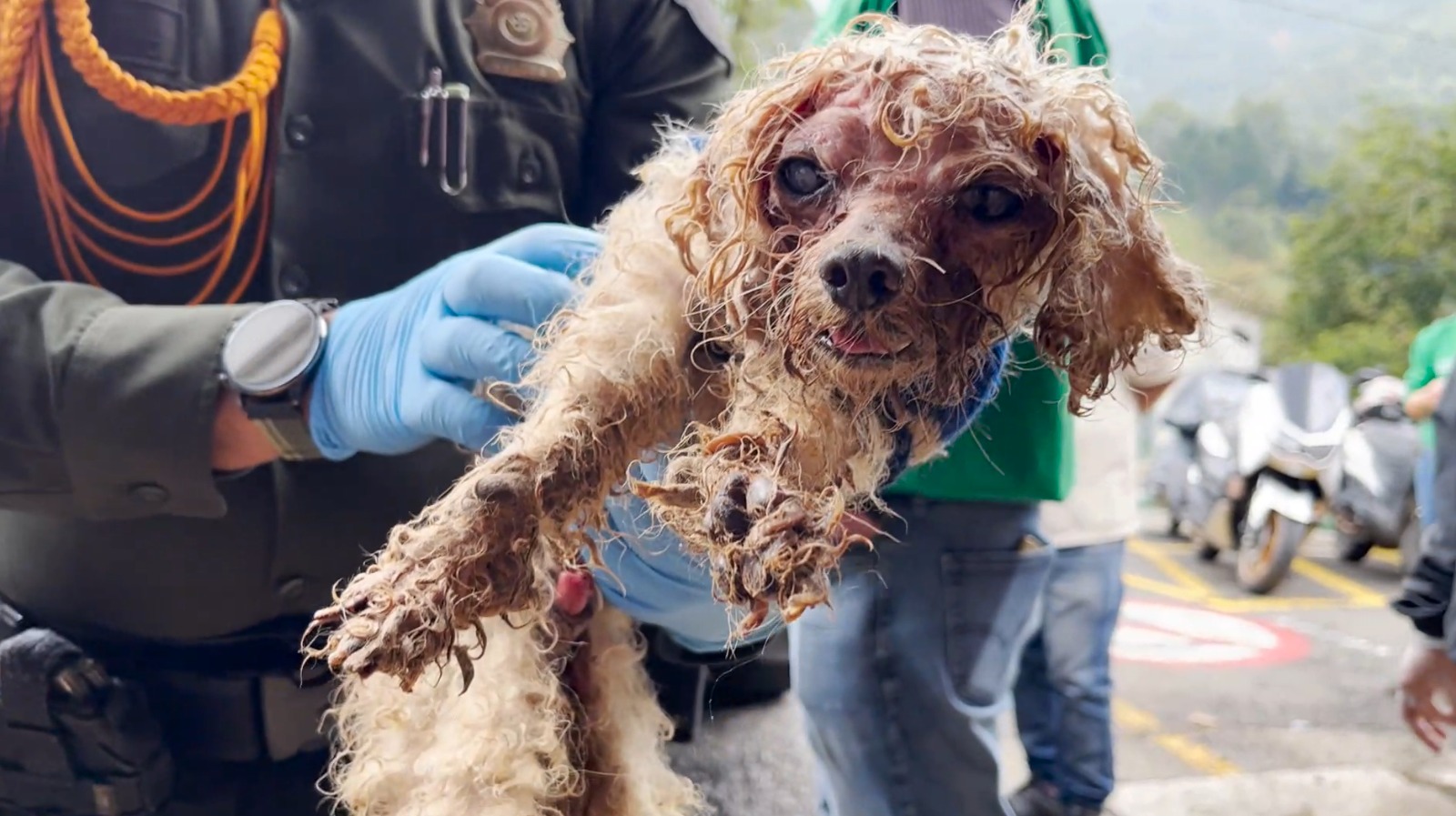 Acumuladora de animales: autoridades rescatan a 46 perros y gatos de una vivienda en San Antonio de Prado