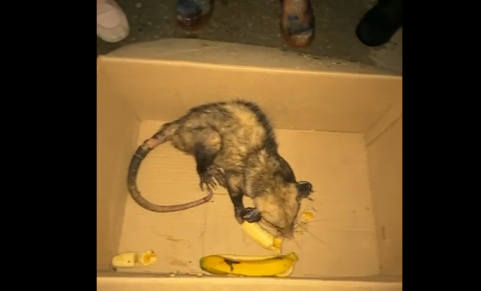 La triste historia de una zarigüeya que murió tras caer de un árbol por los estruendos de la pólvora