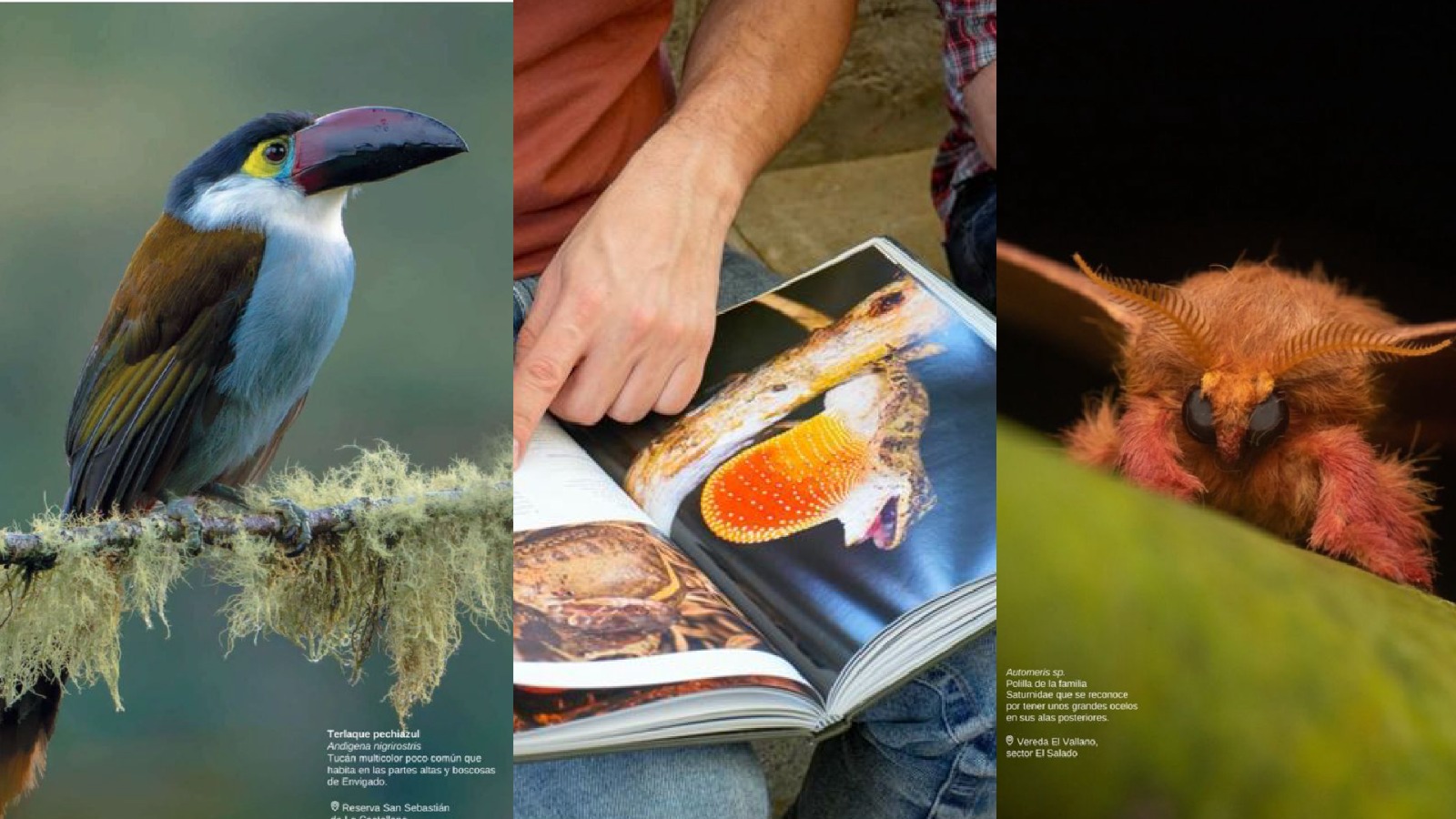 Envigado biodiverso: la publicación que retrata las hermosas especies que habitan el municipio