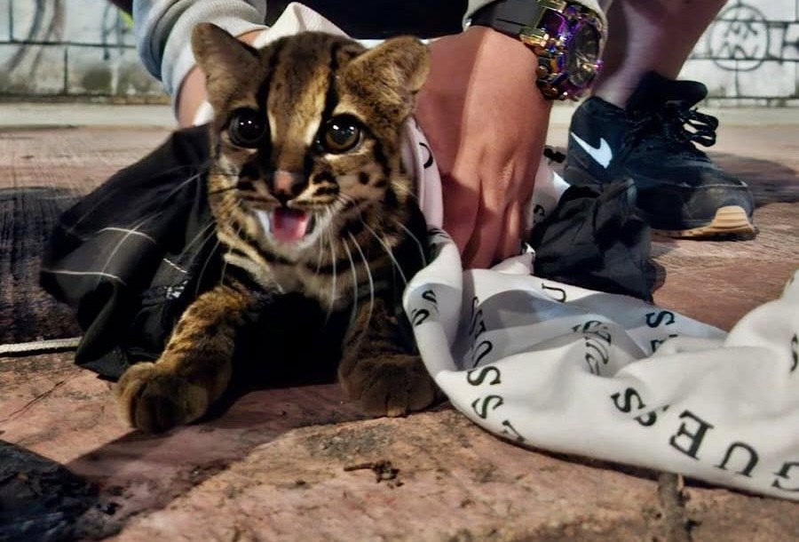 ¿Qué hacía un tigrillo rondando las calles de un barrio en Itagüí? Autoridades rescatan al felino