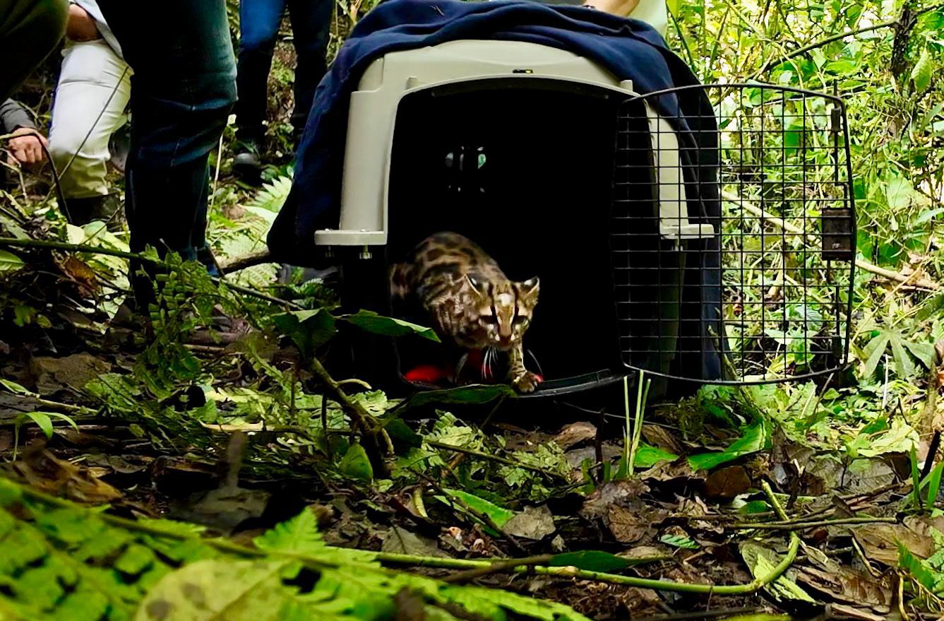 De vuelta a la vida silvestre: tigrillo lanudo encontrado en Itagüí fue liberado en reserva de La Estrella