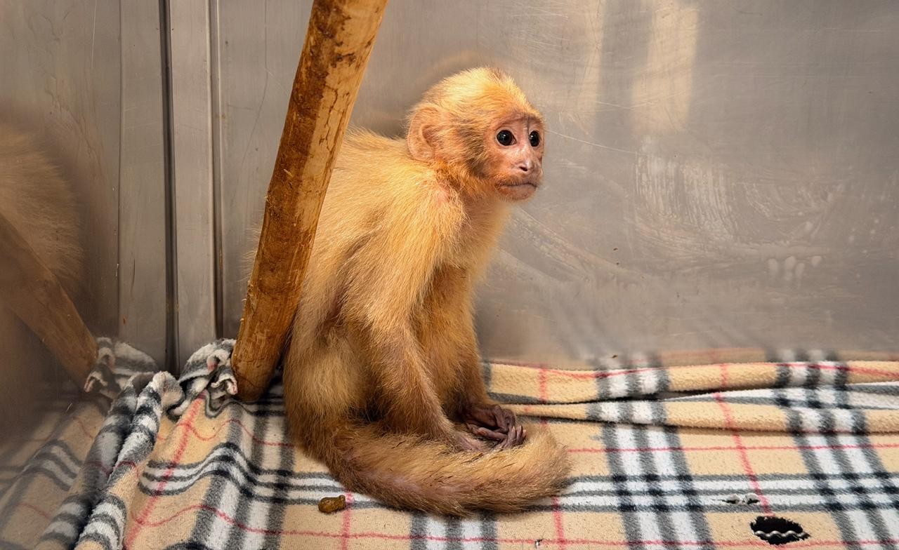 Terribles casos de tráfico y maltrato animal: a un mono cabeciblanco le dieron cerveza y a otro le perforaron las orejas y ponían pañal