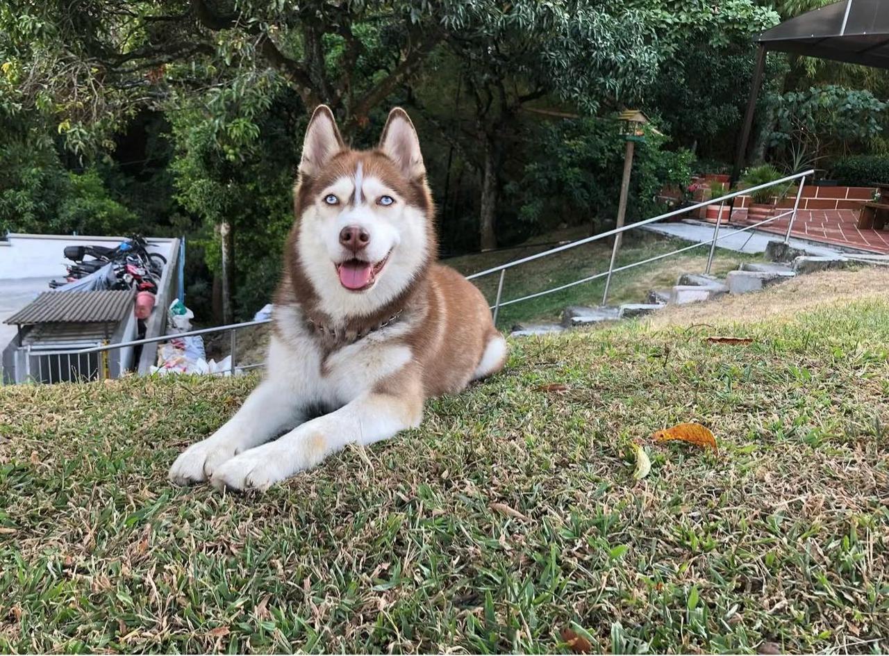 Preocupación en Sabaneta: denuncian muerte de cinco perros por envenenamiento en parques