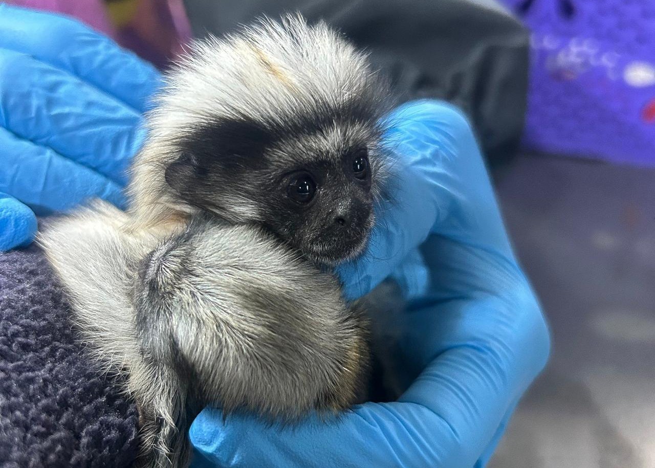 Un tití cabeciblanco muerto y otro en estado crítico: las primeras víctimas del tráfico de fauna en Semana Santa