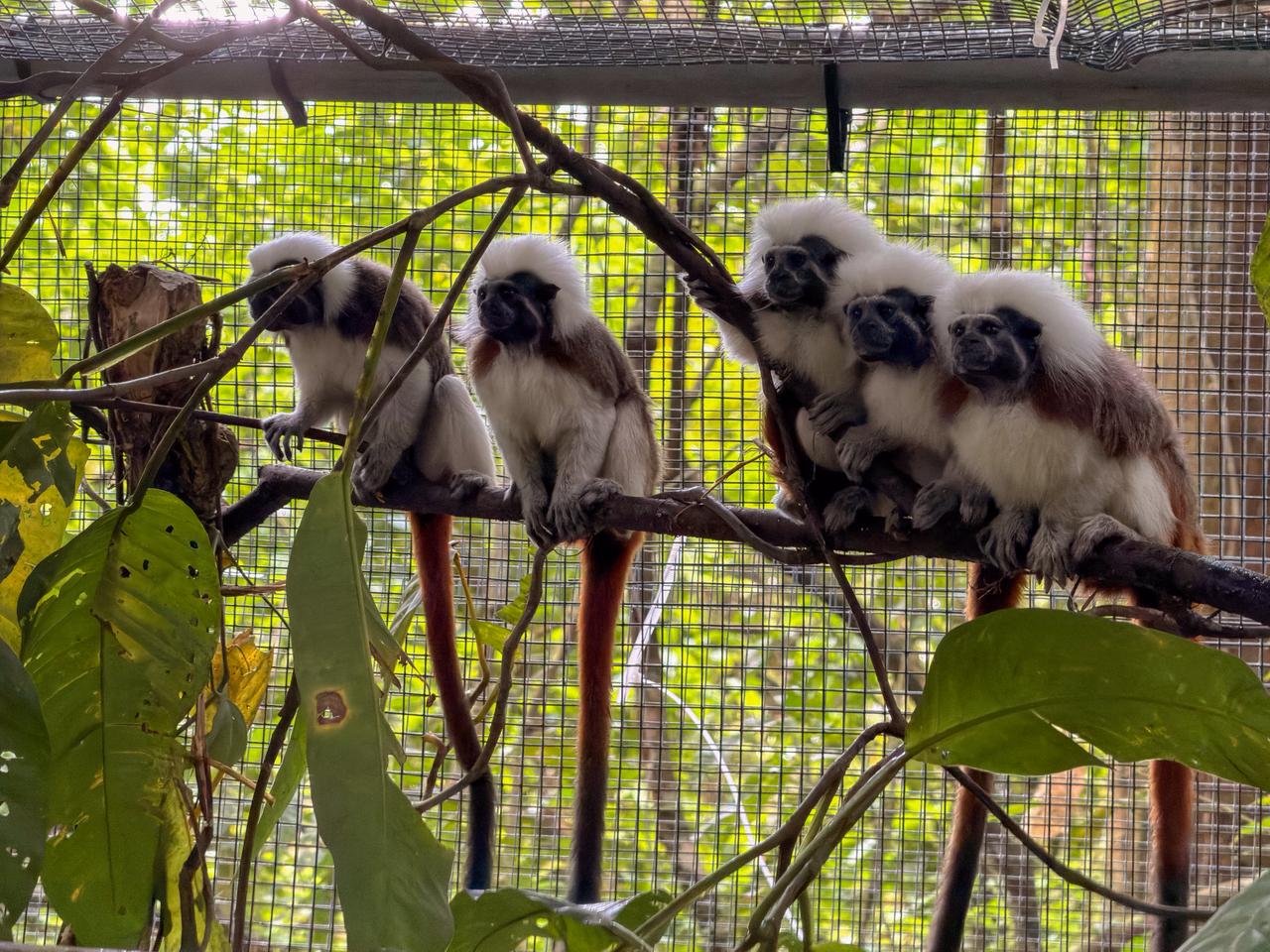 Libertad en familia: la historia de dos monos titíes que vivían en cautiverio, se reprodujeron y fueron liberados en Urabá