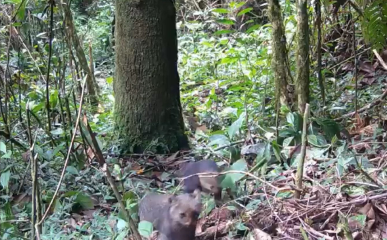 Maravilloso avistamiento en Itagüí: un jaguarundí y su cría fueron vistos recorriendo el corregimiento El Manzanillo