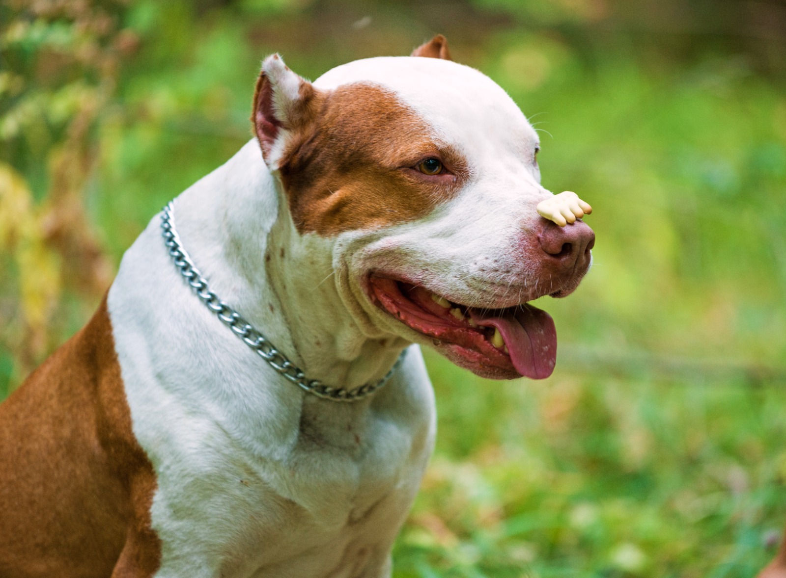 ¡Ojo, evite multas! Si vive en La Estrella y tiene perro de manejo especial, es hora de registrarlo