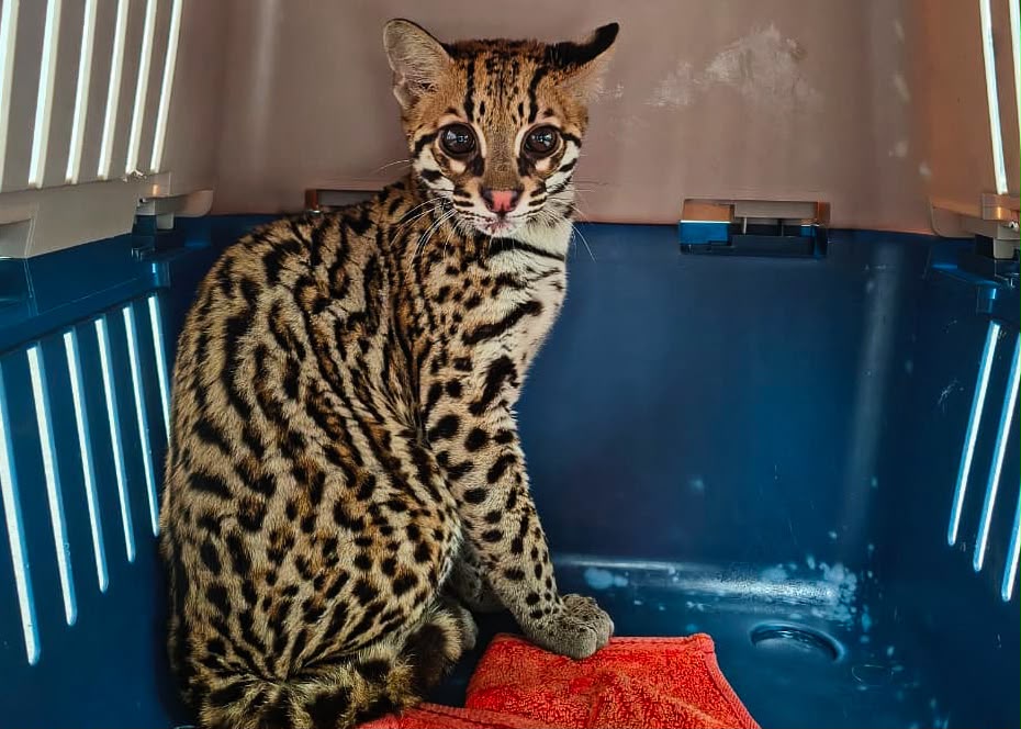 La historia del ocelote rescatado en Sabaneta: un policía creyó que era un gato y terminó salvándole la vida