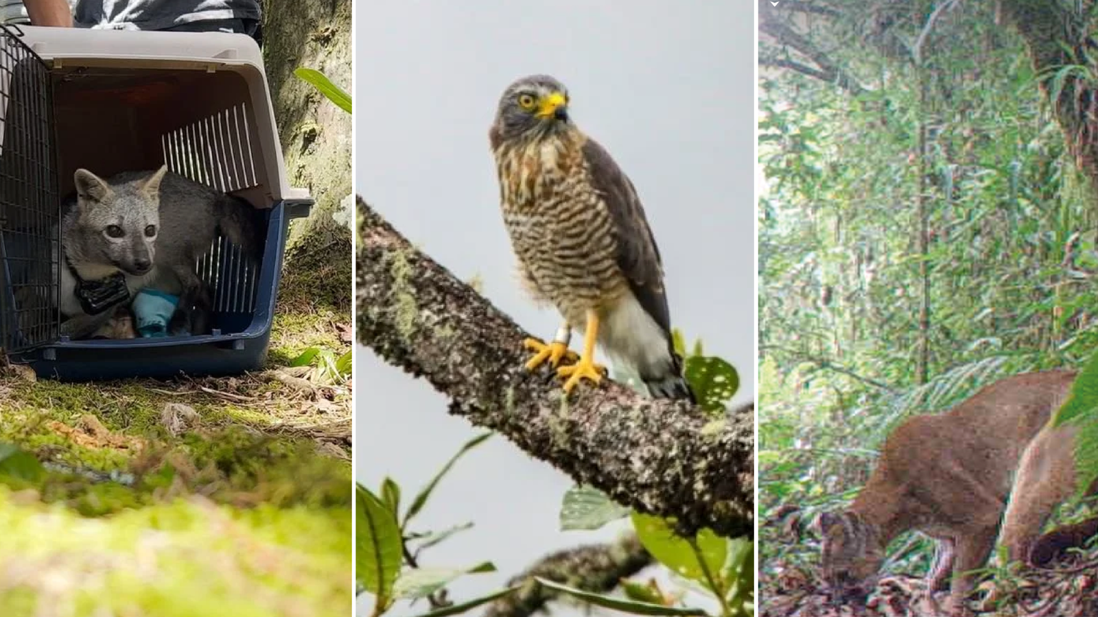 Envigado vivirá una semana para reconocer y proteger su Biodiversidad: esta es la programación para valorar y proteger su riqueza natural