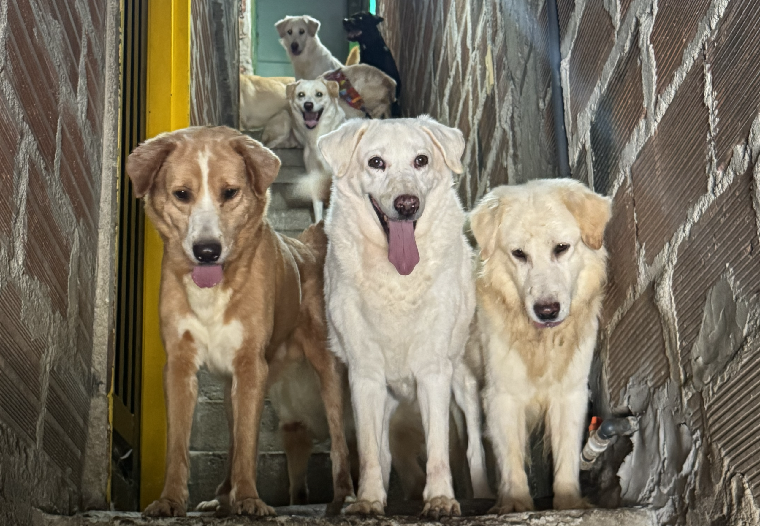 Cerca de 10 perros criollos esperan por un hogar en Itagüí: su cuidador falleció y quedaron solos