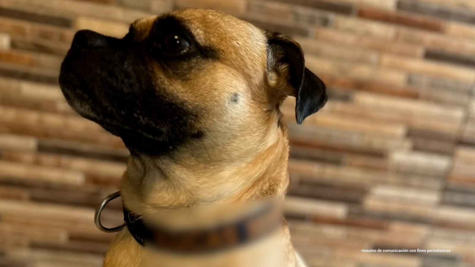 Condenan a 20 meses de cárcel a hombre que le causó la muerte a un perro en Envigado: lo golpeaba brutalmente frente a niños